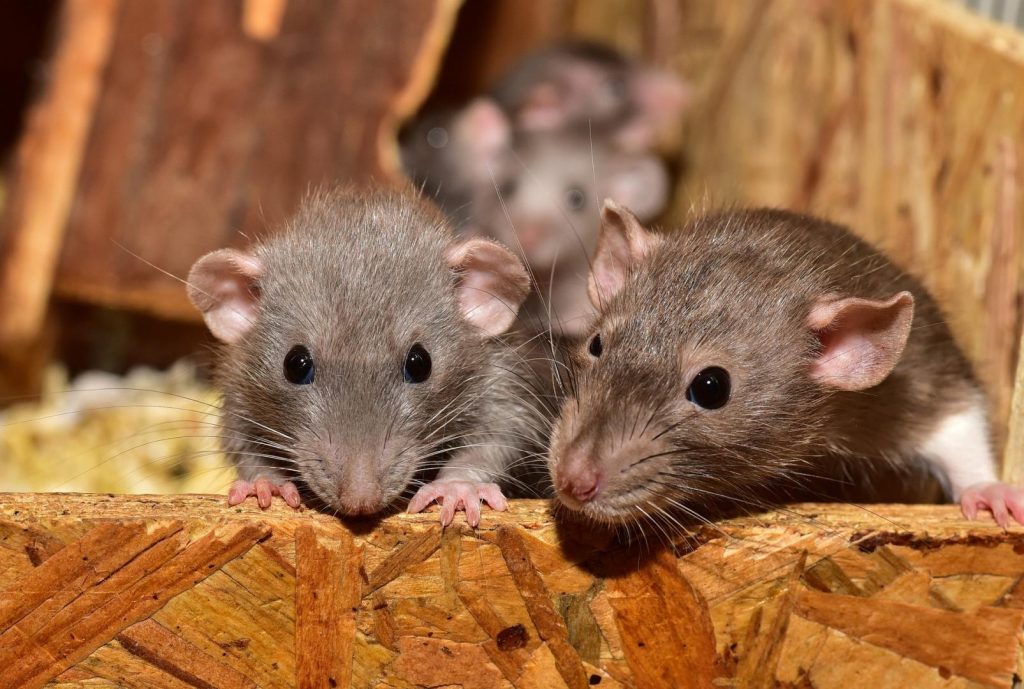 Sydney's Choice for Professional Rat Pest Control Services