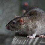 5 Reasons Why Sydney Prefers Professional Rat Pest Control Services